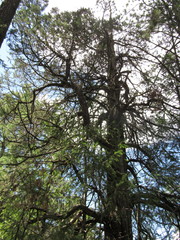 Juniperus deppeana deppeana