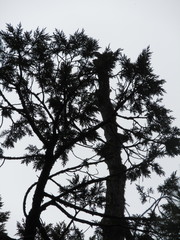 Juniperus deppeana deppeana