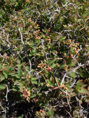 Berberis aetnensis