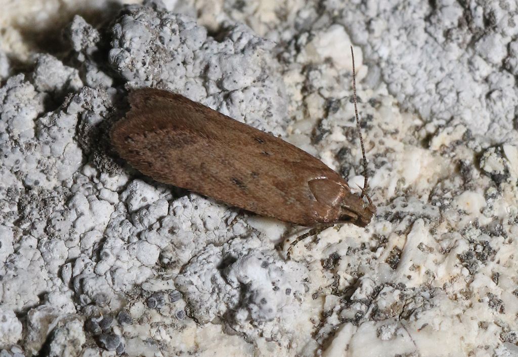 Bryotropha sattleri