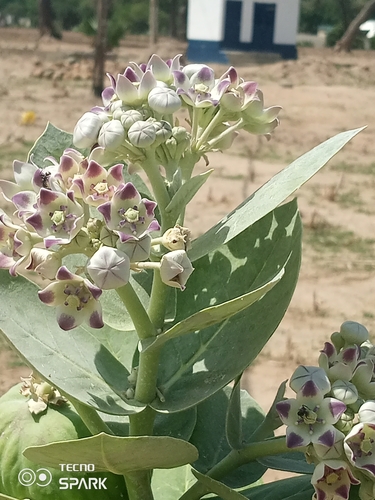 giant milkweed