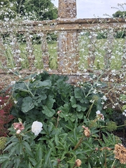 Crambe cordifolia, photograph (c) kenmoody, some rights reserved (CC BY)
