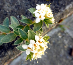 Pimelea mimosa