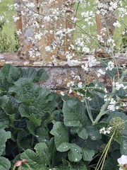 Crambe cordifolia, photograph (c) kenmoody, some rights reserved (CC BY)