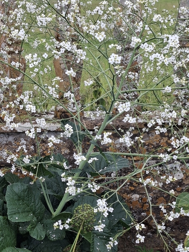 Crambe cordifolia, photograph 3