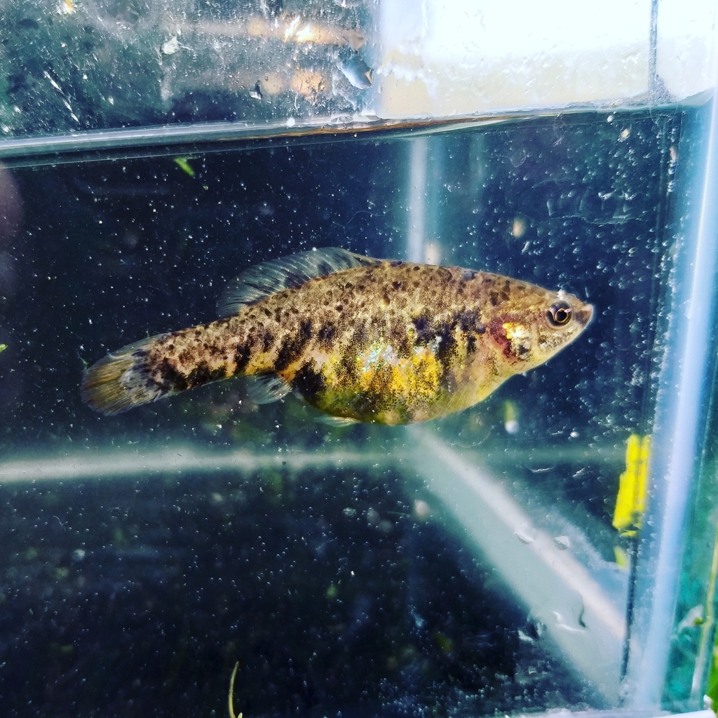 Highland Splitfin