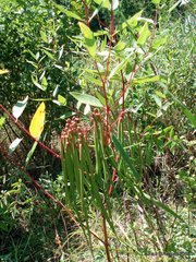 Apocynum cannabinum