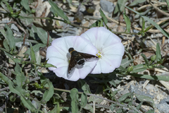 Hemipenthes velutina