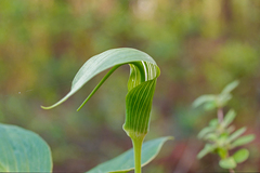 Arisaema yunnanense