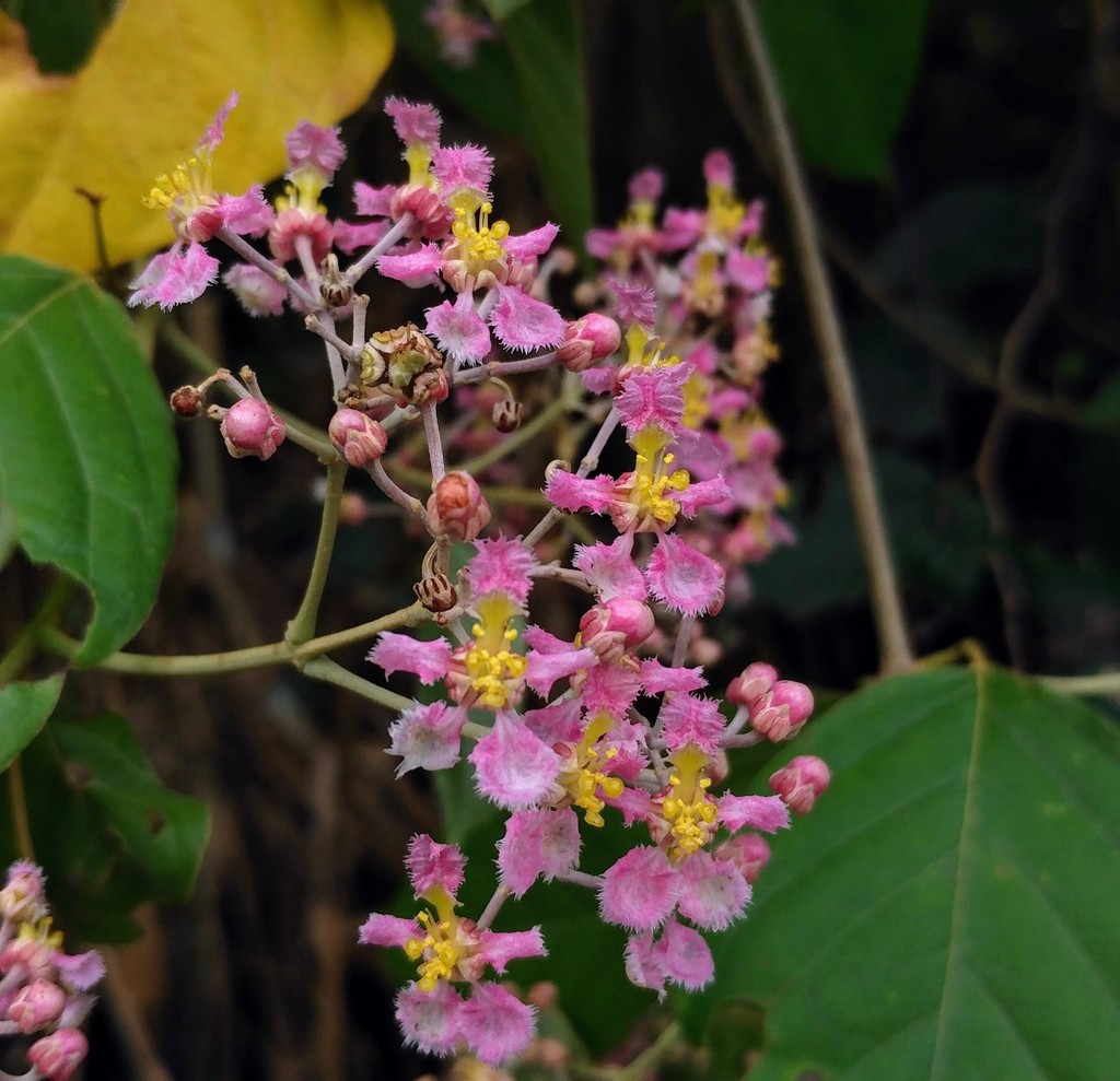 Banisteriopsis