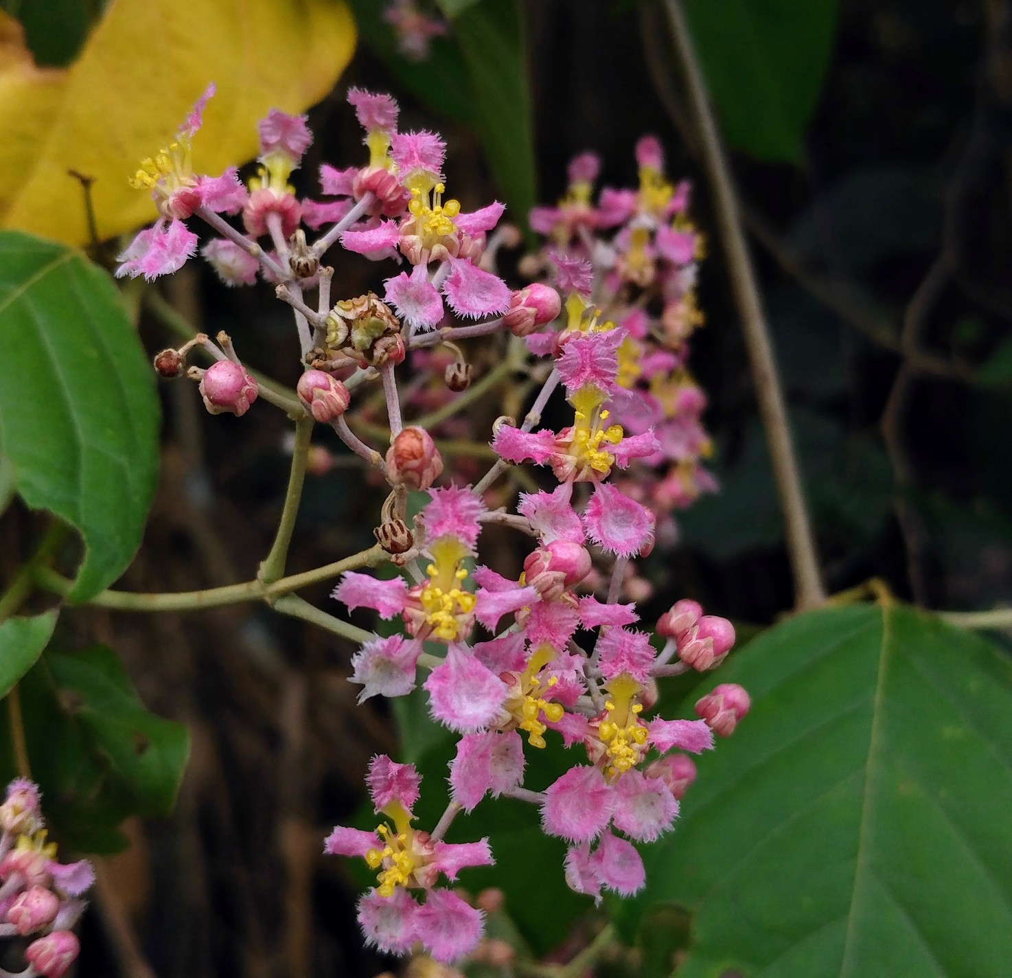 Banisteriopsis