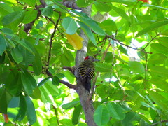 Melanerpes striatus