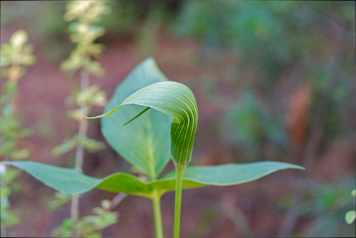 Arisaema yunnanense, photograph 1