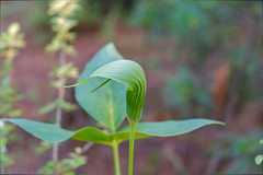 Arisaema yunnanense, photograph observe-syz, CC0, iNaturalist via GBIF
