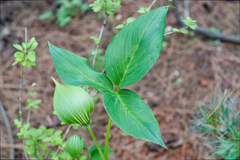 Arisaema yunnanense, photograph observe-syz, CC0, iNaturalist via GBIF