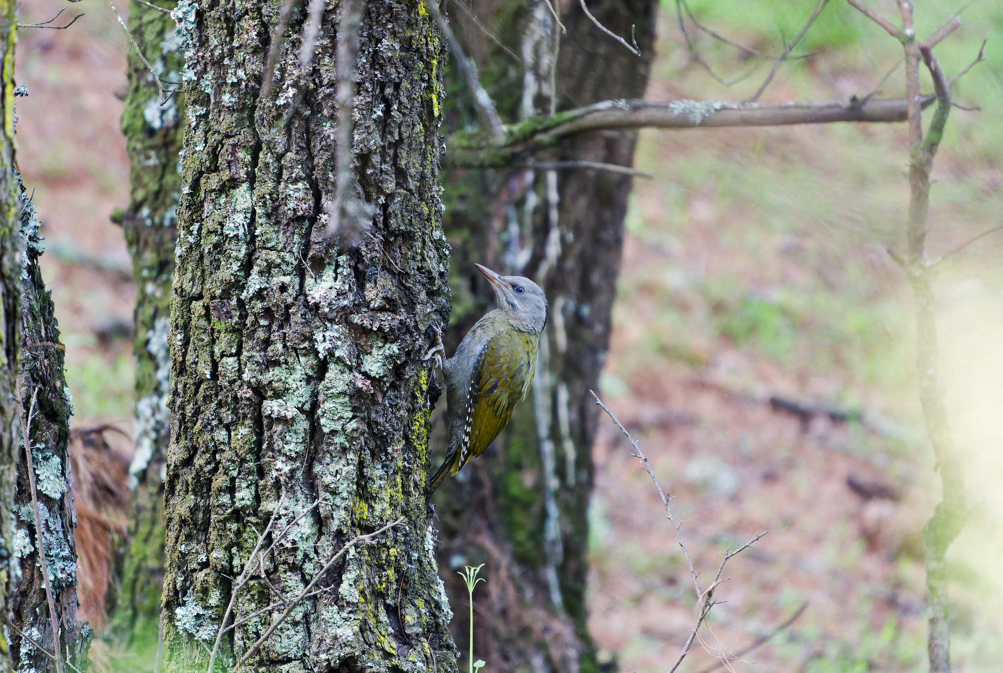 Grey-headed Woodpecker