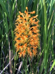 Platanthera chapmanii