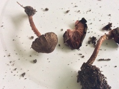 Melanophyllum haematospermum