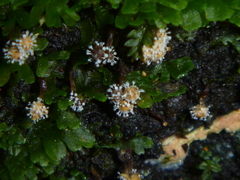 Polycephalomyces