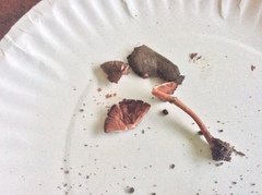 Melanophyllum haematospermum