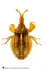 Lophoscutus prehensilis