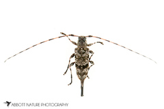 Graphisurus fasciatus