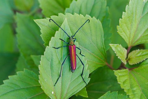 Polyzonus cuprarius