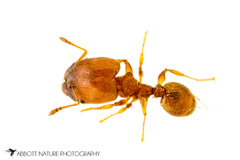 Pheidole bilimeki