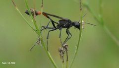 Ophiocordycipitaceae
