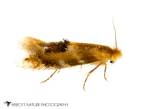 Bucculatrix coronatella