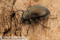 Meracantha contracta