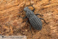 Polypleurus perforatus