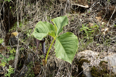 Arisaema franchetianum, photograph observe-syz, CC0, iNaturalist via GBIF
