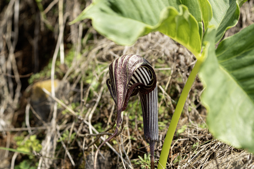Arisaema franchetianum