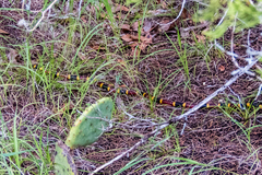 Micrurus tener tener