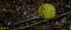 Castanea crenata