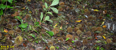 Castanea crenata
