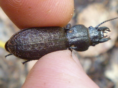 Mecodema sculpturatum