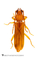 Smodicum cucujiforme