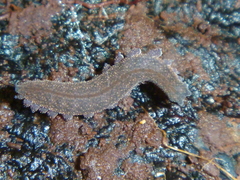 Peripatoides