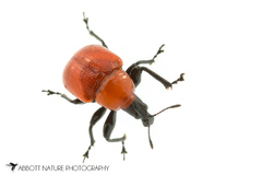 Homoeolabus analis