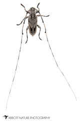 Acanthocinus nodosus