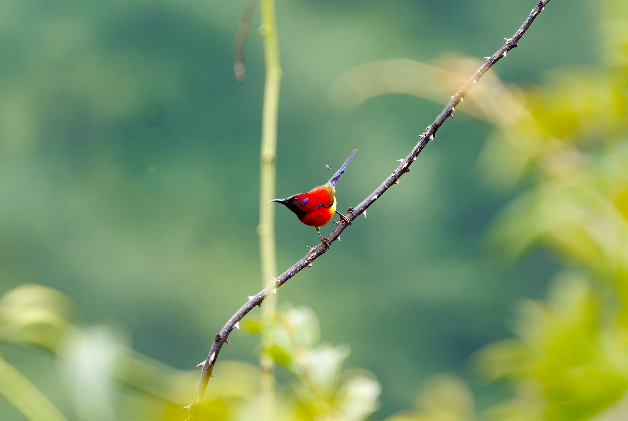 Mrs. Gould's Sunbird
