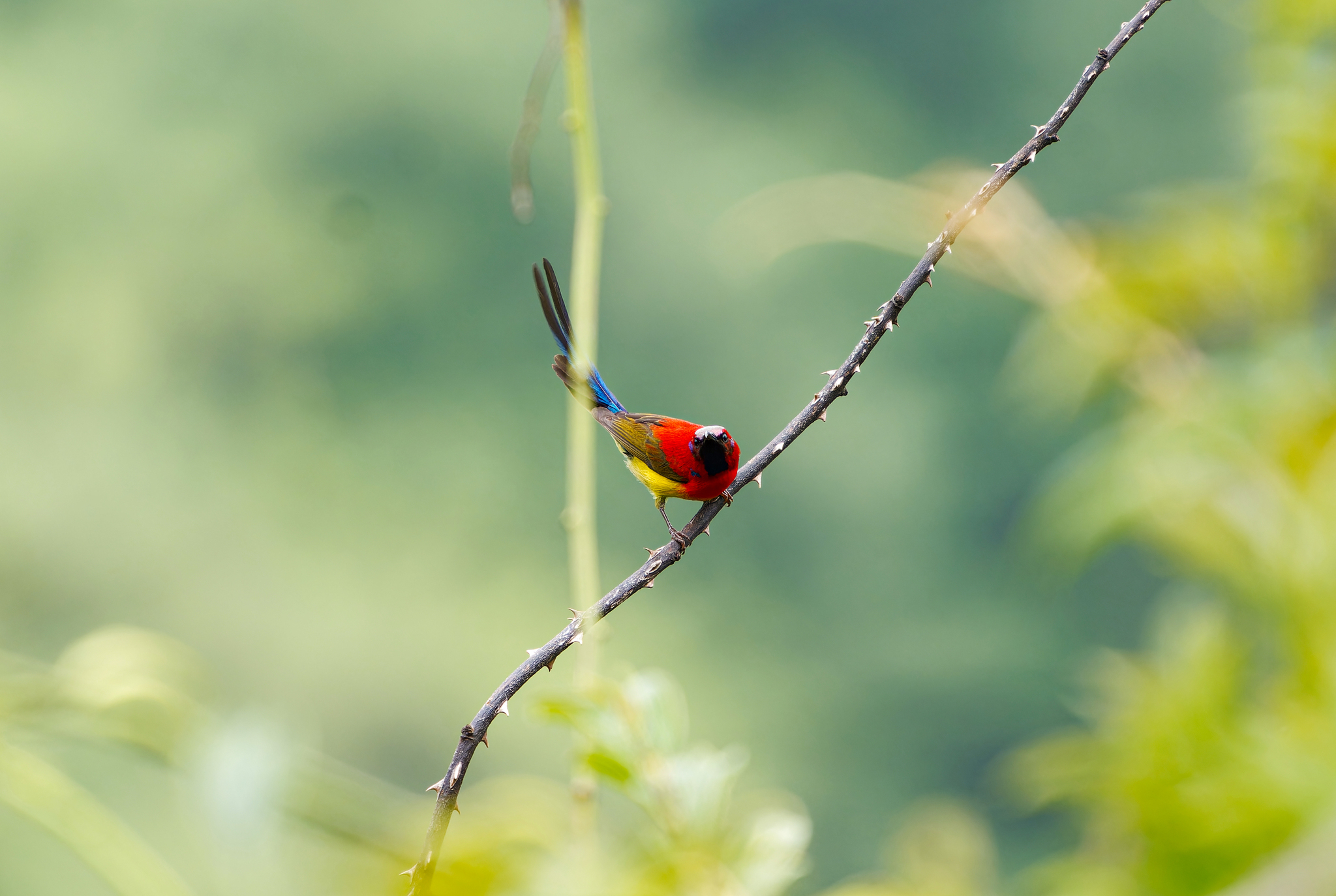Mrs. Gould's Sunbird