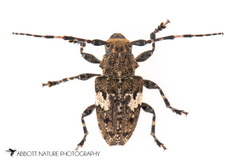 Aegomorphus quadrigibbus