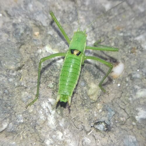 Blackwing Speckled Bush-cricket