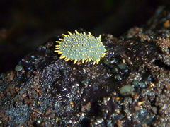 Holacanthella paucispinosa