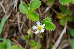 author not stated, no rights reserved Fragaria nilgerrensis, photograph author not stated, no rights reserved