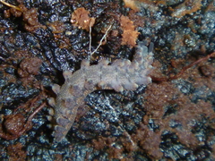 Peripatoides