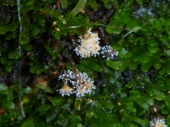 Polycephalomyces
